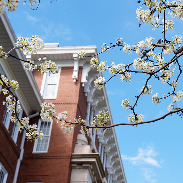 Pear Blossoms Swalm